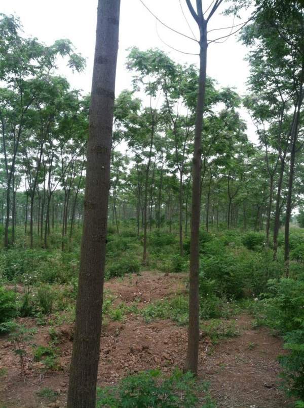 銷(xiāo)售7公分8公分苦楝樹(shù) 銷(xiāo)售7公分8公分苦楝樹(shù)