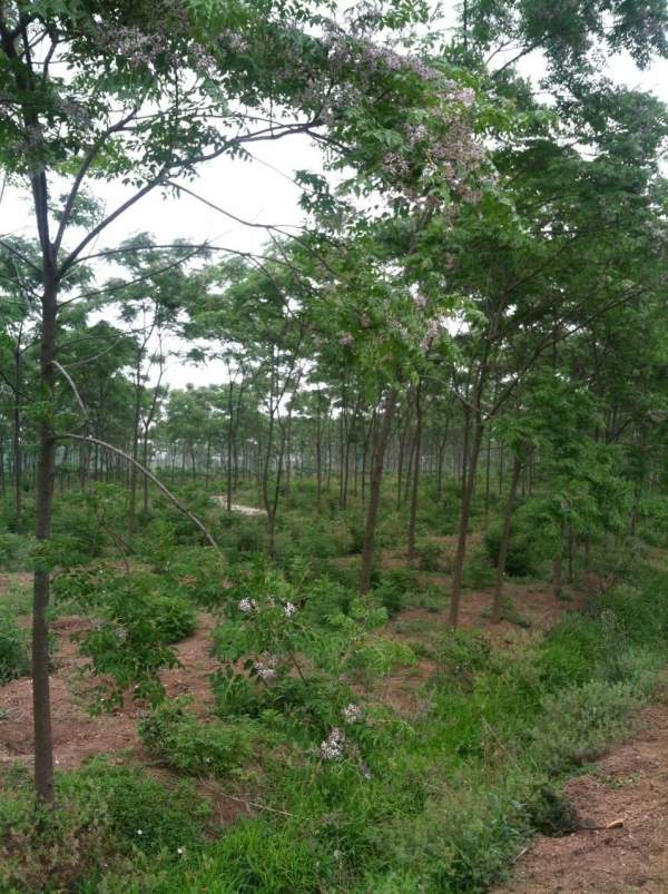 銷(xiāo)售7公分8公分苦楝樹(shù)