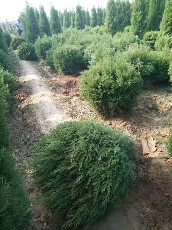 冠幅80公分1米1.2米1.3米蜀檜球 冠幅80公分1米1.2米1.3米蜀檜球