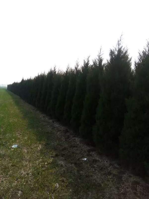 高度2.7米2.8米3米蜀檜價格優(yōu)惠 高度2.7米2.8米3米蜀檜價格優(yōu)惠