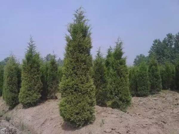 高度3米3.5米大蜀檜裝車_現(xiàn)場圖片 高度3米3.5米大蜀檜裝車_現(xiàn)場圖片