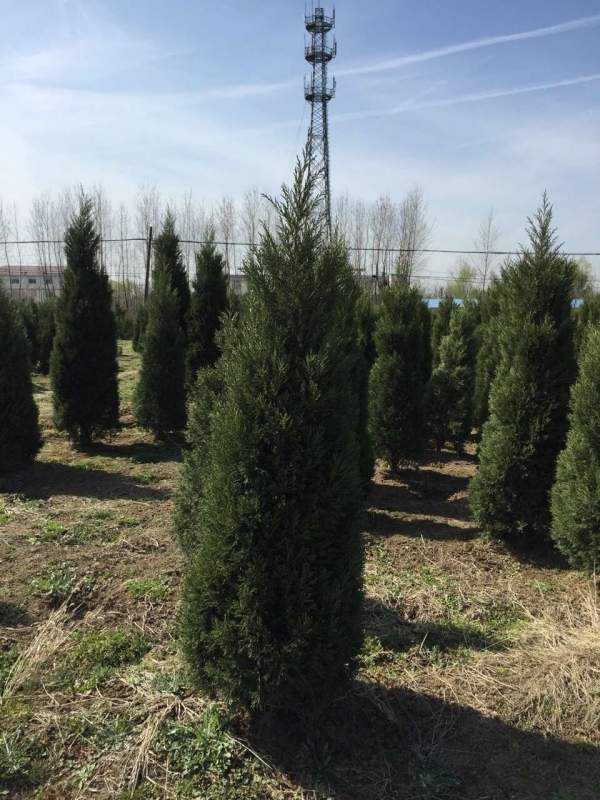 高度3米3.5米大蜀檜裝車_現(xiàn)場圖片 高度3米3.5米大蜀檜裝車_現(xiàn)場圖片