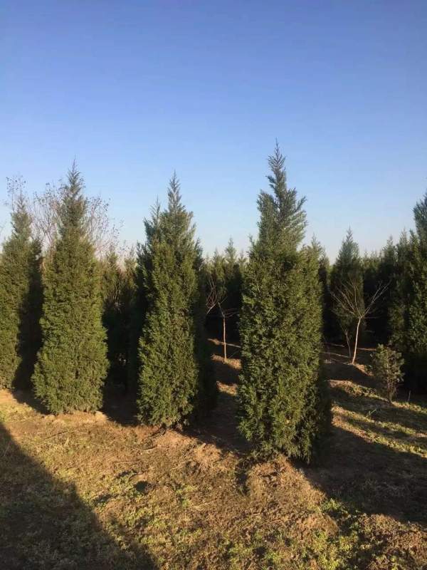 高度3米3.5米大蜀檜裝車_現(xiàn)場圖片 高度3米3.5米大蜀檜裝車_現(xiàn)場圖片