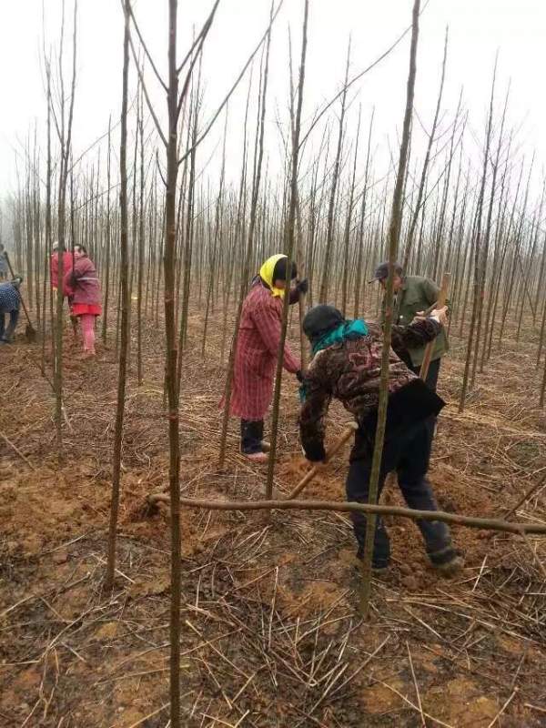 3公分4公分苦楝樹苗 3公分4公分苦楝樹苗