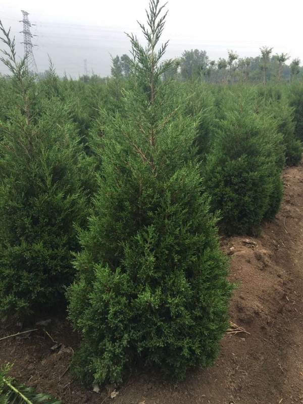 高度1.5米1.6米1.7米蜀檜供應(yīng) 高度1.5米1.6米1.7米蜀檜供應(yīng)