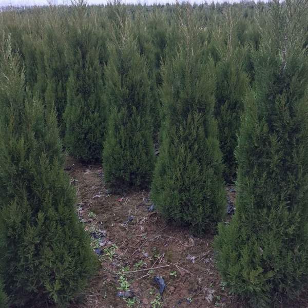 高度1.5米1.6米1.7米蜀檜供應(yīng) 高度1.5米1.6米1.7米蜀檜供應(yīng)