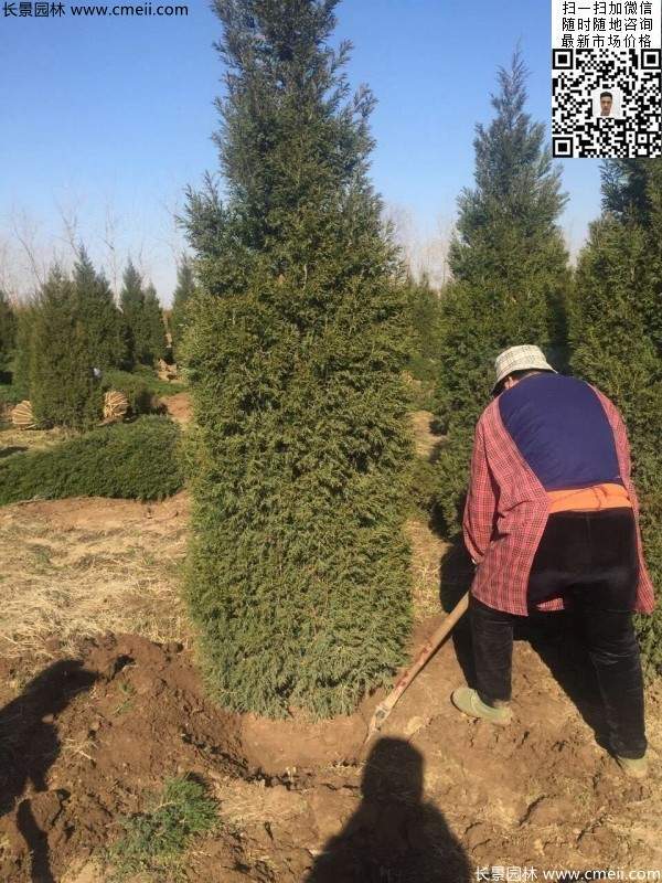 高度3米3.5米大蜀檜挖苗現(xiàn)場大量供應(yīng)中 高度3米3.5米大蜀檜挖苗現(xiàn)場大量供應(yīng)中