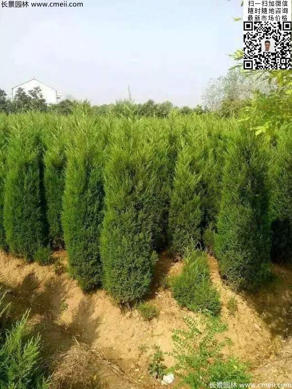 高度1米1.2米蜀檜精品苗優(yōu)惠價格出售 高度1米1.2米蜀檜精品苗優(yōu)惠價格出售