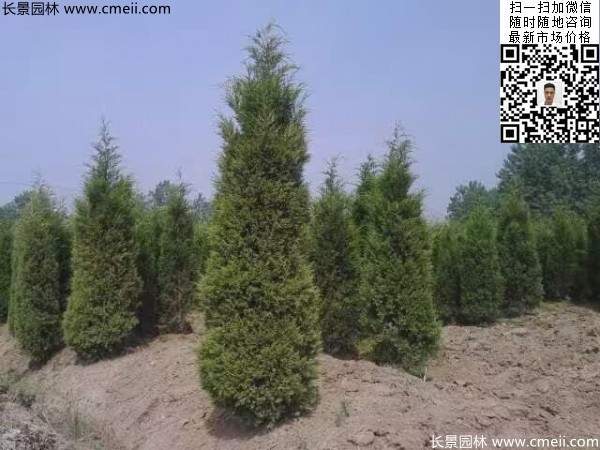 高度2.5米2.8米3米塔柏起苗現(xiàn)場(chǎng)圖片 高度2.5米2.8米3米塔柏起苗現(xiàn)場(chǎng)圖片