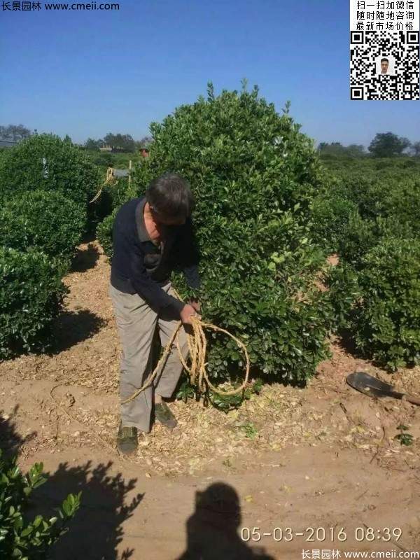 冠幅1.8米2米2.3米大葉黃楊球 冠幅1.8米2米2.3米大葉黃楊球