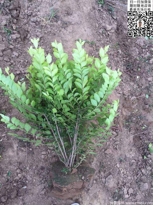 冠幅40公分50公分金葉女貞球圖片 冠幅40公分50公分金葉女貞球圖片