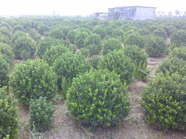 沭陽衛(wèi)矛球現(xiàn)場(chǎng)圖片 沭陽衛(wèi)矛球現(xiàn)場(chǎng)圖片