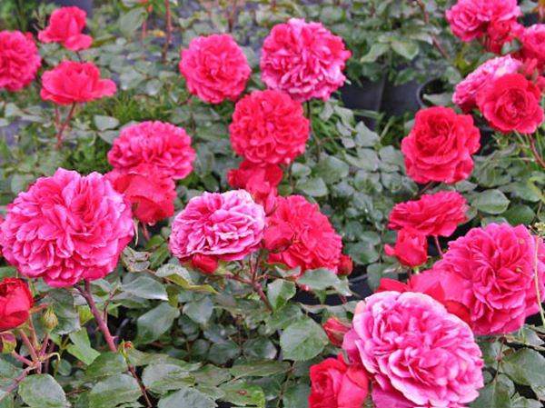 紅色達芬奇(開花很多)