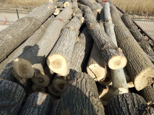 楊樹(shù)苗 楊樹(shù)苗