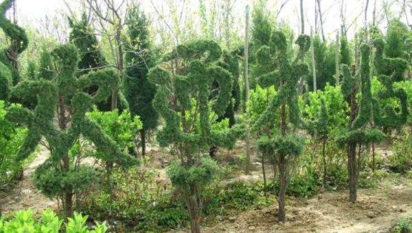 勁爆眼球的檜柏造型，心都醉了