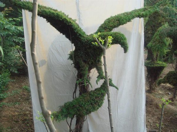 勁爆眼球的檜柏造型，心都醉了