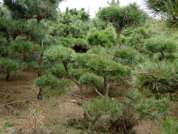 黑松--長景園林 黑松--長景園林