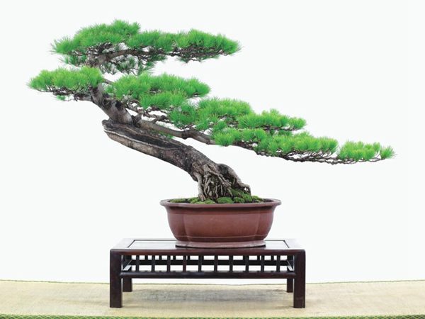 有著百變造型之王的五針?biāo)墒窃鯓訜挸傻?/><br/></div><p><strong>(1）取、審材</strong><br/>我國引種栽培五針?biāo)桑捎诮Y(jié)實少，且多發(fā)育不良，種粒<a href='http://m.yh-logistics.com.cn/huahaijianshe/138890.html' target='_blank'>發(fā)芽率</a>低，故多采用嫁接法繁殖。<br/>盆栽五針?biāo)?，是制作五針?biāo)膳杈暗闹饕牧?。它的根爪，可否顯露，樁干有無彎度，哪些地方突出好看，都要仔細(xì)審視一番。通過審材，找出好觀賞面。五針?biāo)捎^賞價值高低，在于姿色的奇妙與否。通過審材，進(jìn)行藝術(shù)取舍，決定部分根、枝、干、針葉的去留。<br/><strong>(2）上盆</strong><br/>①選盆：五針?biāo)勺藨B(tài)清秀古雅、翠葉蔥籠，宜用外型古雅，色澤深沉的紫砂陶盆。懸崖式用中深圓形盆或正方盆；斜干式、直干式則用長方形盆或橢圓盆；曲干式用稍深的馬槽盆；合栽式用較淺長方形盆，其大小可視樹形而選定。<br/>②用土：栽植五針?biāo)傻呐柰烈擞觅|(zhì)地疏松、肥沃的微酸性土，按輕壤60%，砂土3o%a與腐殖土to％的比例以及腐熟餅肥1份混合使用，PH值5-6最宜。<br/>③栽植：五針?biāo)缮吓柙灾惨源杭拘氯~吐芽前3月左右最好，也可在秋季新枝成長后8月中旬至9月進(jìn)行。上盆前修剪傷根、爛根，剪短粗根，在剪口上涂蠟，以防松脂外流。栽時盆土要稍干，盆底墊一層碎瓦片及粗砂之類，以利排水透氣。<br/>④造型與布局：五針?biāo)芍l自然形成層片，層次分明，線條清晰；生長緩慢，枝干上無不定芽萌發(fā)，因此不耐修剪。粗枝不易屈曲，蟠扎造型必須從幼齡樹開始，五針?biāo)稍煨蛻?yīng)以吊扎為主，結(jié)合修剪，作為基本方法。<br/>制作五針?biāo)膳杈?，和其它?盆栽五針?biāo)?，是制作五針?biāo)膳杈暗闹饕牧稀Ｋ母?，可否顯露，樁干有無彎度，哪些地方突出好看，都要仔細(xì)審視一番。通過審材，找出好觀賞面。五針?biāo)捎^賞價值高低，在于姿色的奇妙與否。通過審材，進(jìn)行藝術(shù)取舍，決定部分根、枝、干、針葉的去留。<br/><br/><strong>制作五針?biāo)膳杈埃推渌杈耙粯?，要注重盆面的布局，要講究自然，給人以舒適的美感。</strong><br/>盆面布局，應(yīng)有疏有密，或“疏能走馬”，或“密不通風(fēng)”。要突出主體，在一盆中，合栽幾株五針?biāo)?，要突出主體，其余則為烘托與陪襯。<br/>盆面布局，要講究層次，這在盆中表現(xiàn)為粗細(xì)、大小的對比。細(xì)到一枝一根上下功夫，使之形象生動，景中有景。樹樁的枝干、針片，各占盆面多少位置，樹、石、亭、橋、屋宇、人物小品等配件的大小，要精心安排，恰到好處，突出盆景主題?？傊浞诌\(yùn)用藝術(shù)造型和造景手法以提高盆景的整體藝術(shù)美。<br/><br/></p><div align=