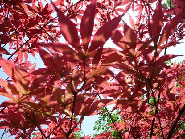 紅楓作衫，白楊為裙，美的傾國(guó)傾城！