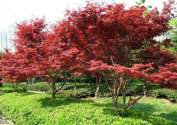 紅楓作衫，白楊為裙，美的傾國(guó)傾城！