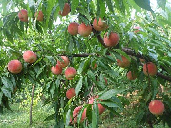 想知道桃樹結(jié)果多的秘訣嗎？