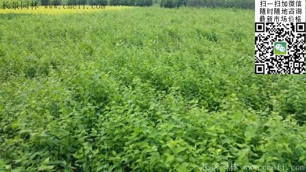 棣棠--長景園林 棣棠--長景園林