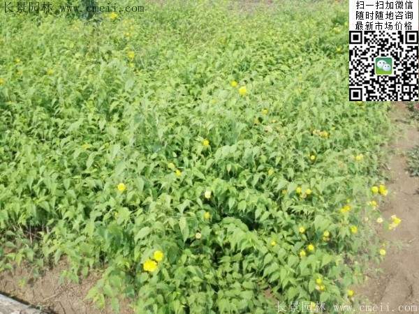 棣棠--長(zhǎng)景園林