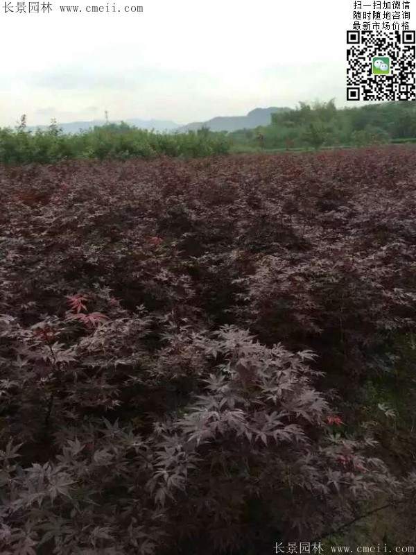 紅楓基地 紅楓基地