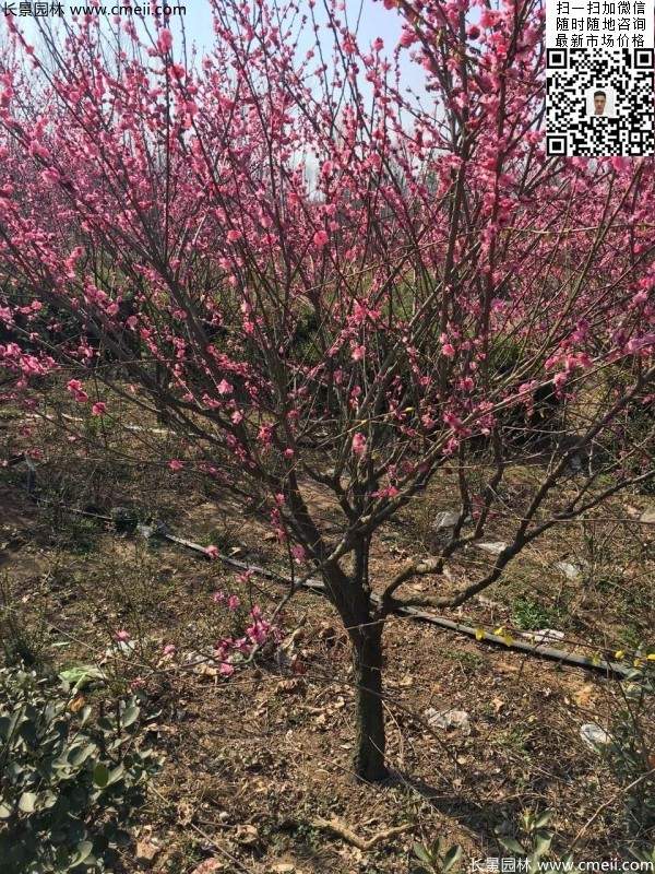 高端、大氣、上檔次的紅梅