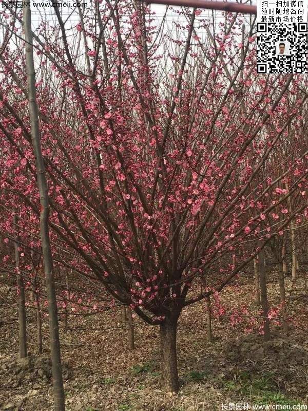 高端、大氣、上檔次的紅梅