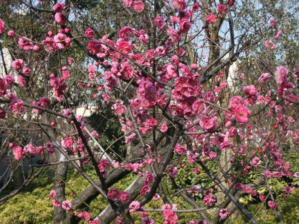 高端、大氣、上檔次的紅梅