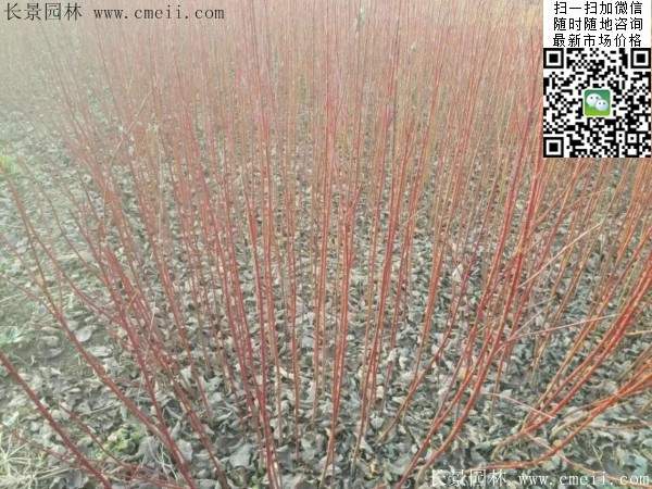 紅瑞木基地--長(zhǎng)景園林