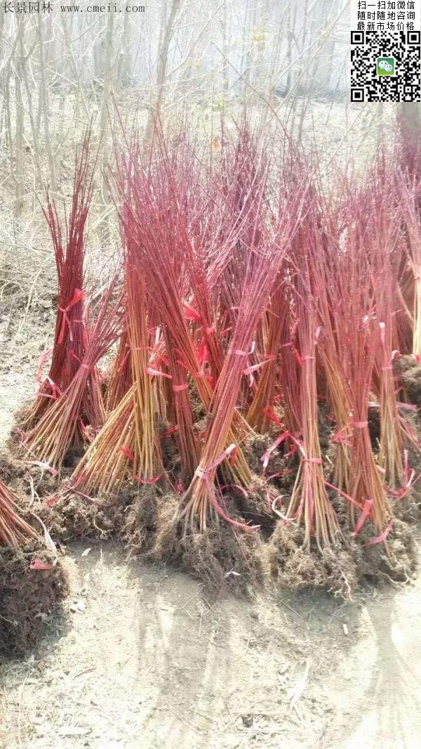 紅瑞木基地--長(zhǎng)景園林