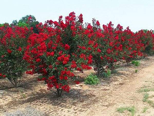 專家告訴你,市場上紫薇花樹價(jià)格是多少?