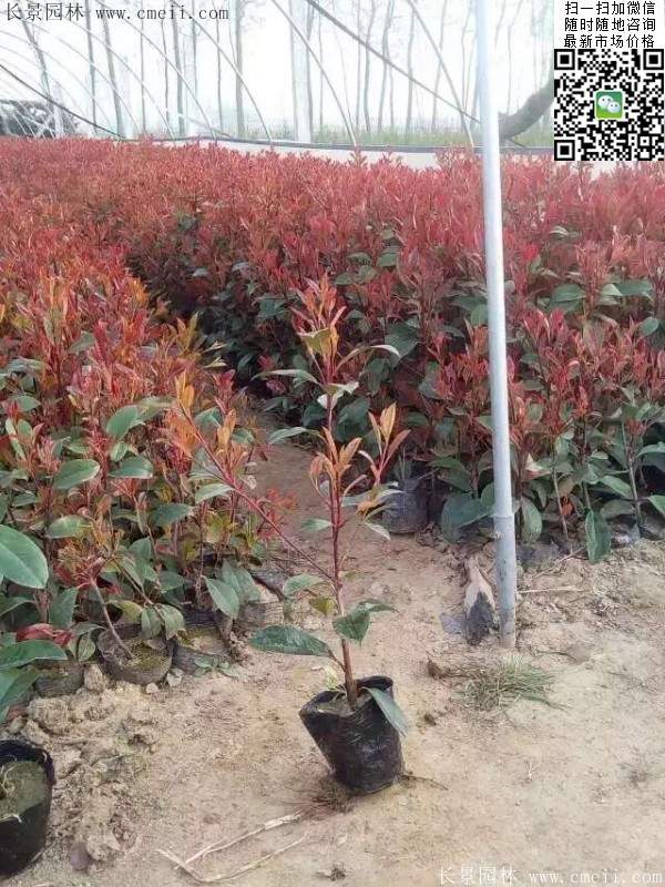 紅葉石楠--長(zhǎng)景園林 紅葉石楠--長(zhǎng)景園林