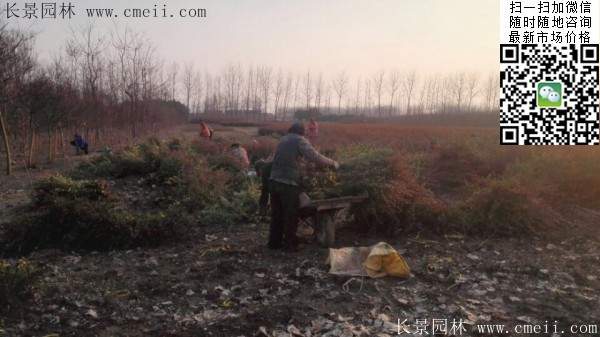 火棘--長景園林 火棘--長景園林