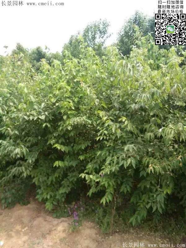 金銀木只要看一眼就迷上了，不信你就看看