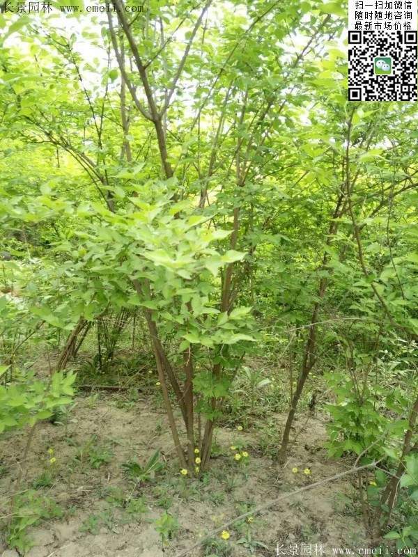 金銀木只要看一眼就迷上了，不信你就看看