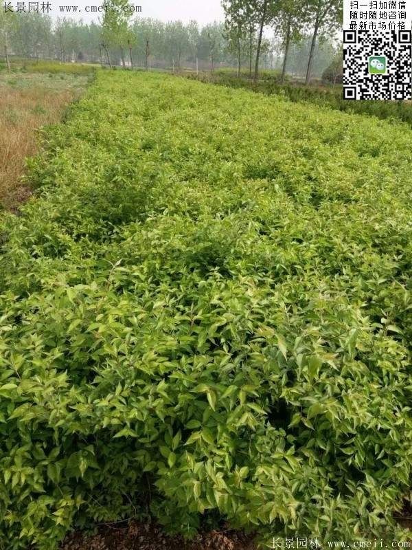 金銀木只要看一眼就迷上了，不信你就看看