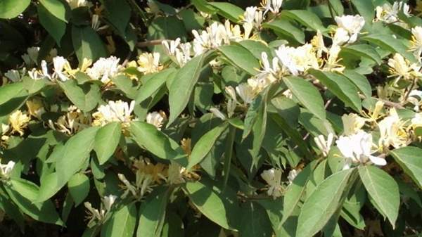 金銀木只要看一眼就迷上了，不信你就看看