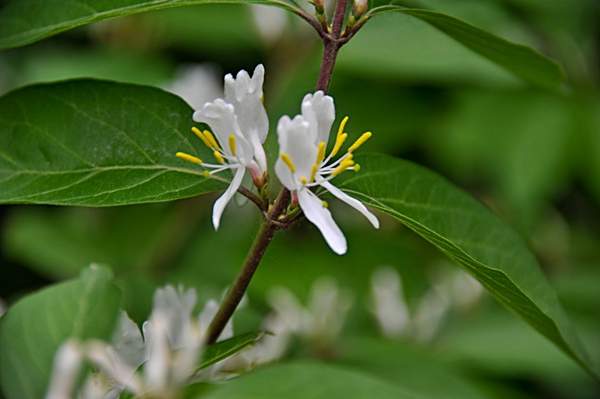 金銀木只要看一眼就迷上了，不信你就看看