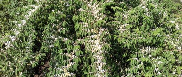 金銀木只要看一眼就迷上了，不信你就看看