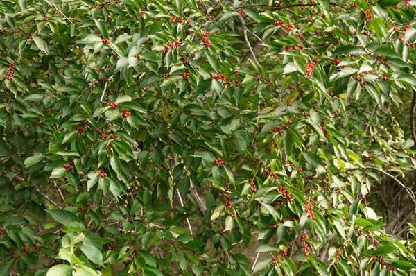 金銀木只要看一眼就迷上了，不信你就看看