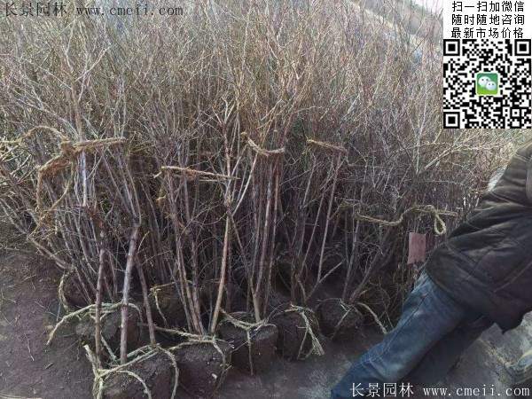 2米高的金銀木多少錢一棵 2米高的金銀木多少錢一棵