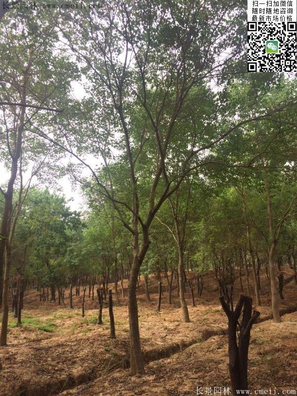 沭陽櫸樹 沭陽櫸樹