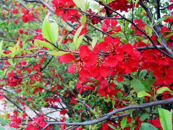 想要貼梗海棠花開得好,修剪養(yǎng)護(hù)很重要