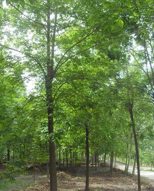 苦楝苗，苦楝樹