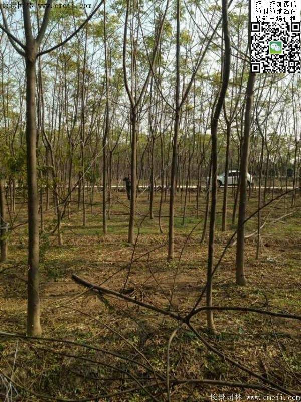 苦楝苗，苦楝樹