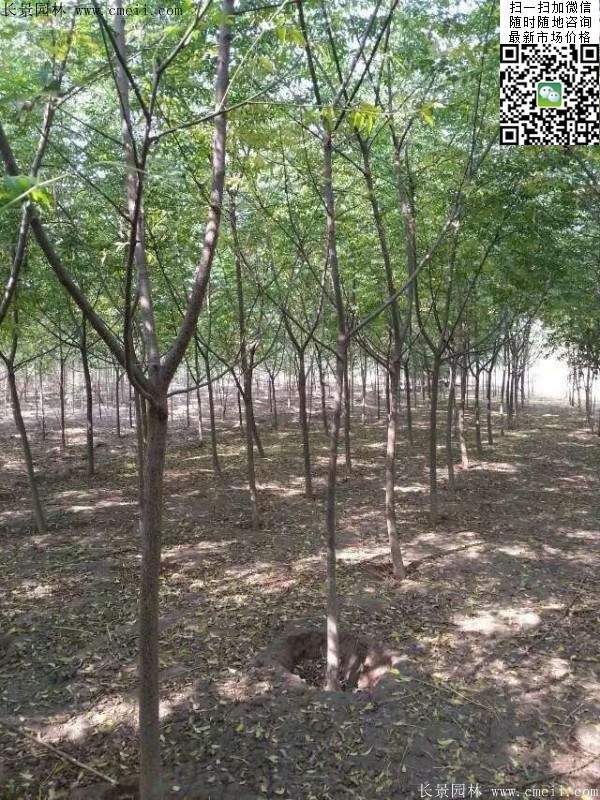 苦楝苗，苦楝樹