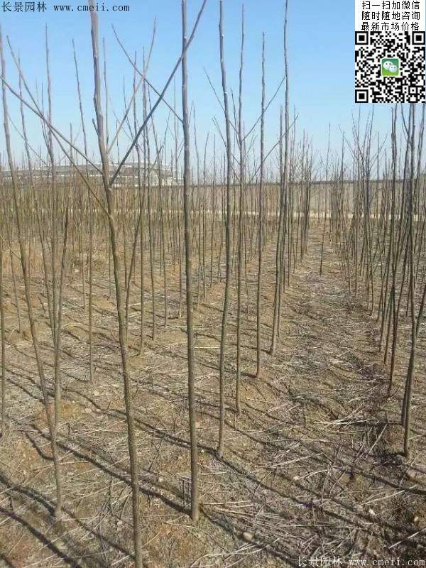 苦楝苗，苦楝樹